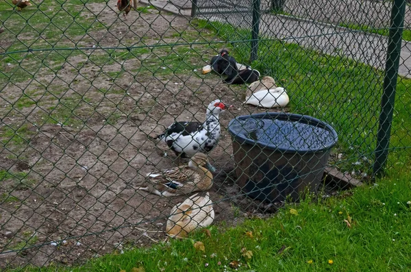 Grupo Patos Diferentes Fazenda Animais Domésticos — Fotografia de Stock