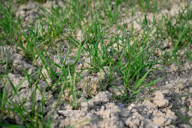Clay soil field with lush green grass