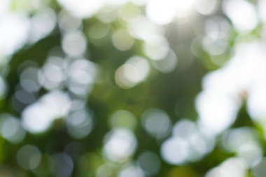 Açık havada yeşil ağacın bulanık görüntüsü. Bokeh etkisi