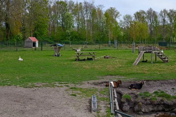 Liba Kacsa Kecske Gazdaság Zöld Gyepén — Stock Fotó