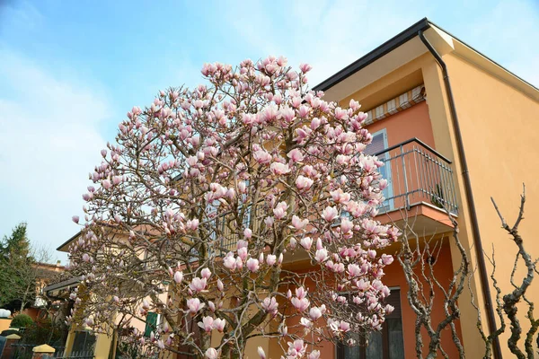 Beautiful Blossoming Magnolia Tree House Sunny Spring Day Low Angle — Foto de Stock