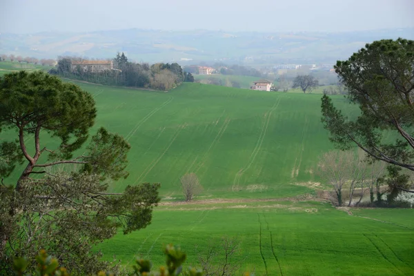 Paisagem Rural Pitoresca Com Árvores Coníferas Belos Campos Verdes — Fotografia de Stock