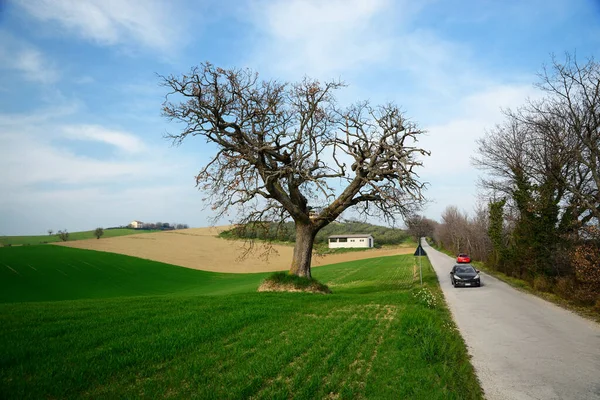 美しい緑の牧草地の近くの車で田舎道 — ストック写真