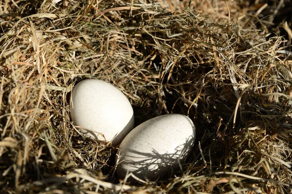 Closeup View Nest Turkey Eggs — Stock Photo, Image
