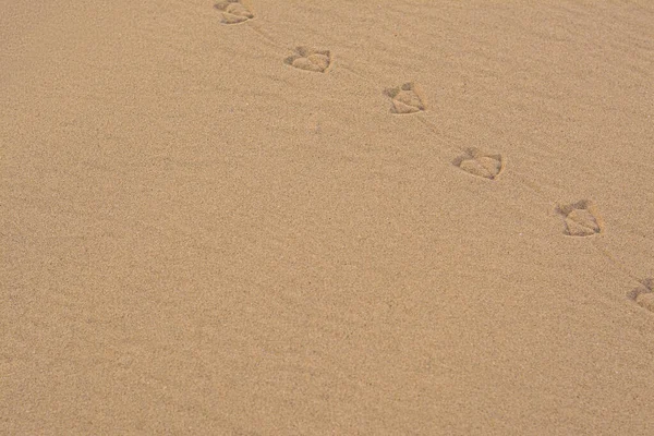 Vogelspuren Auf Sand Strand Raum Für Text — Stockfoto