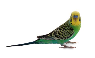 Beyaz üzerine izole edilmiş güzel bir papağan. Egzotik hayvan