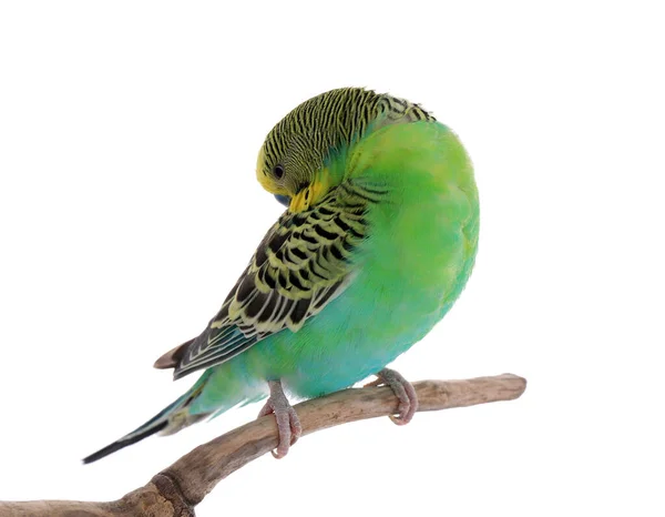 Beyaz Arka Planda Dallara Tünemiş Güzel Bir Papağan Egzotik Hayvan — Stok fotoğraf