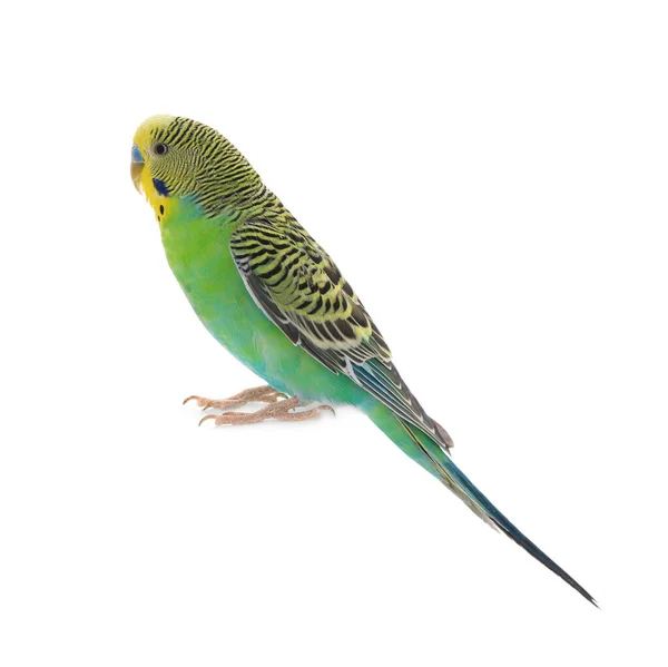 Gyönyörű Papagáj Elszigetelt Fehér Egzotikus Kisállat — Stock Fotó