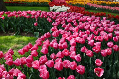 Parkta bir sürü güzel lale çiçeği var. Bahar mevsimi