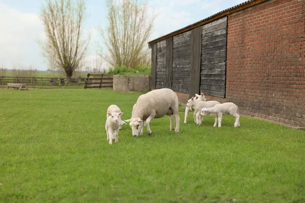 Beautiful Sheep Cute Lambs Farmyard — Stockfoto