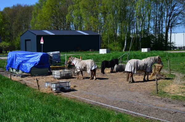 Beautiful Horses Wearing Combo Turnout Rugs Paddock Sunny Day — Stockfoto