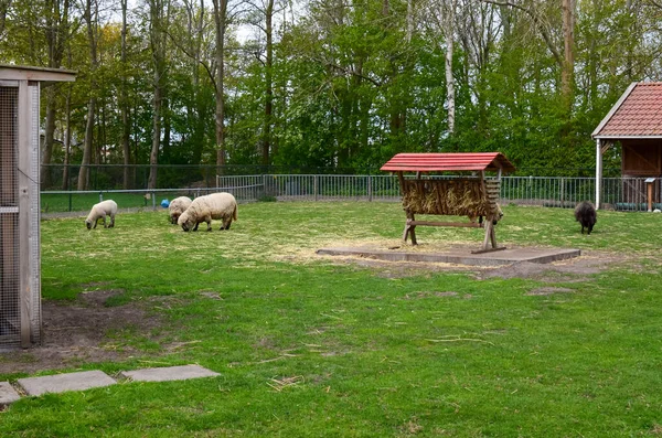 Cute Sheep Grazing Green Lawn Farm — Stockfoto