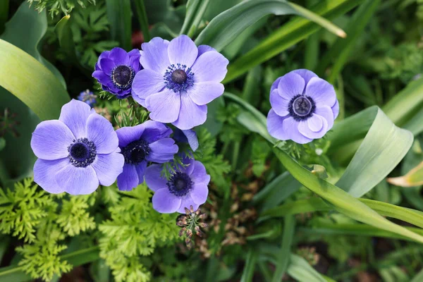 Beautiful Blue Anemone Flowers Growing Outdoors Top View Spring Season — Stockfoto