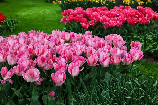 Park Met Diverse Mooie Tulpenbloemen Voorjaarsseizoen — Stockfoto