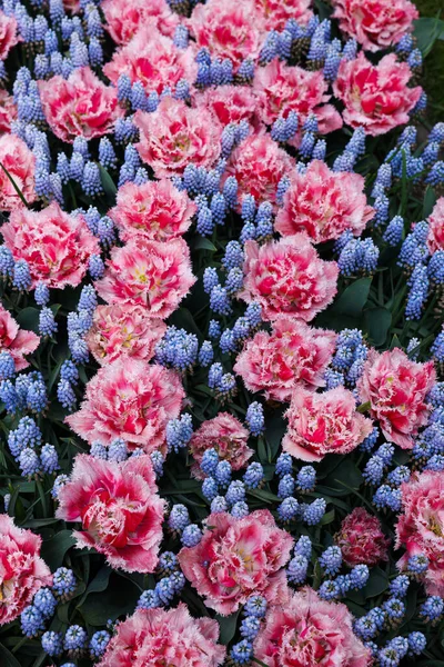 Muitas Belas Flores Tulipa Muscari Como Fundo Vista Acima Temporada — Fotografia de Stock