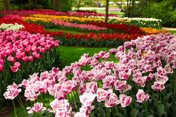 Parkta Bir Sürü Güzel Lale Çiçeği Var Bahar Mevsimi — Stok fotoğraf