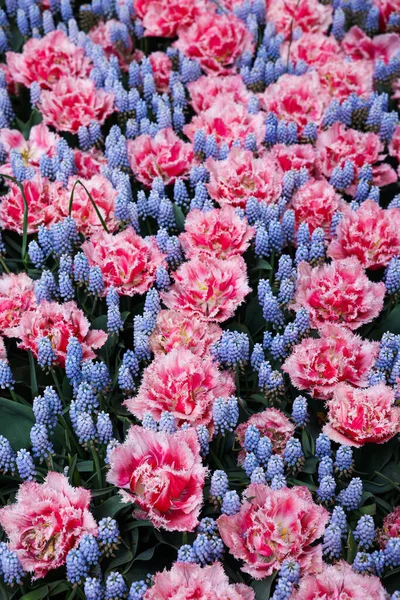 Many Beautiful Tulip Muscari Flowers Growing Outdoors Spring Season — Stockfoto