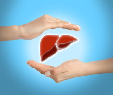 Woman holding hands around illustration of liver on turquoise background, closeup