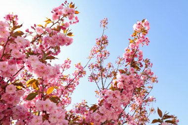 Güzel çiçek açan sakura ağacı mavi gökyüzüne karşı, yakın plan.