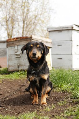 Köyde zincirlenmiş sevimli siyah köpek.