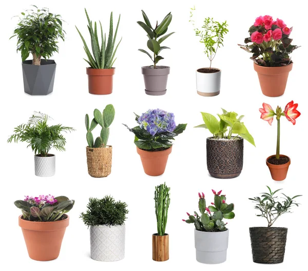 Set Different Beautiful Plants White Background — Stok Foto