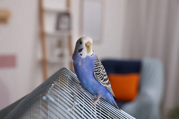 Beautiful Light Blue Parrot Cage Indoors Cute Pet — Stockfoto