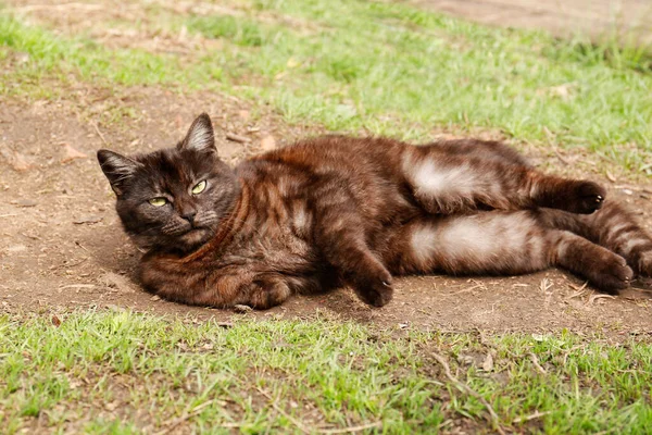 Adorable Dark Cat Resting Ground Outdoors — Fotografia de Stock