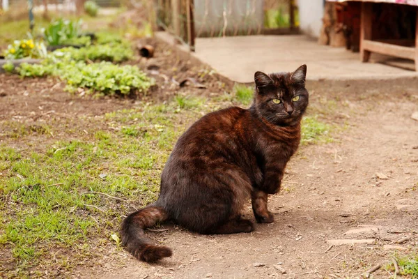 Adorable Dark Cat Sitting Ground Outdoors — Fotografia de Stock