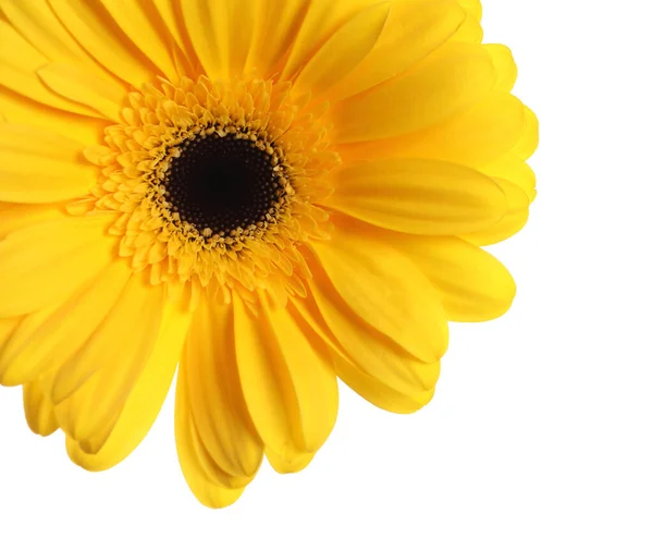 Beautiful Yellow Gerbera Flower White Background Closeup — Stock Photo, Image