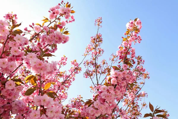 Güzel çiçek açan sakura ağacı mavi gökyüzüne karşı, yakın plan.