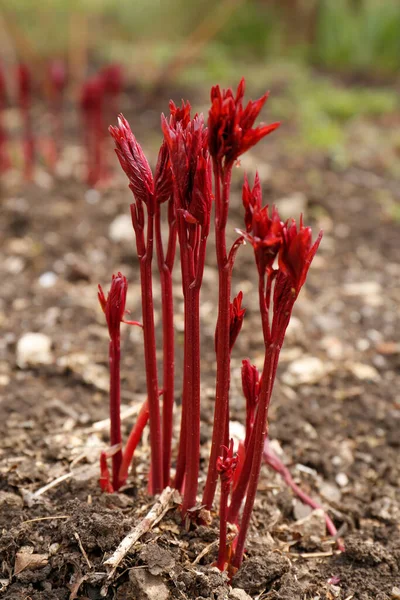 Beautiful Peony Sprouts Growing Garden Spring Flower — Stock Photo, Image