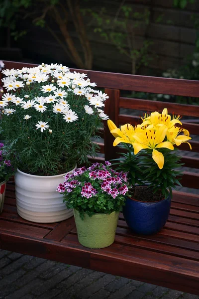 Many Different Beautiful Blooming Plants Flowerpots Wooden Bench Outdoors — Stockfoto