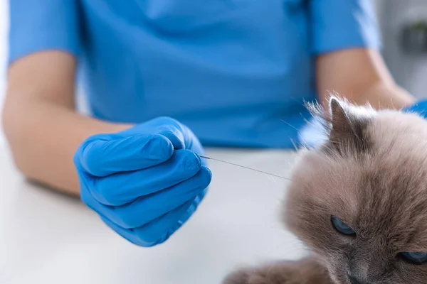 Veterinary holding acupuncture needle near cat\'s head in clinic, closeup. Animal treatment