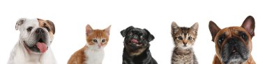 Cute funny cats and dogs on white background. Banner design