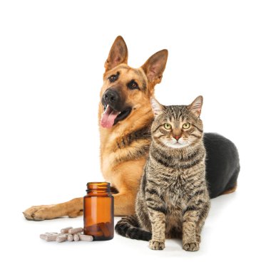 Vitamins for pets. Cute dog with cat and pills on white background
