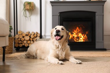 İçeride elektrikli şöminenin yanında yerde duran sevimli Golden Retriever köpeği.