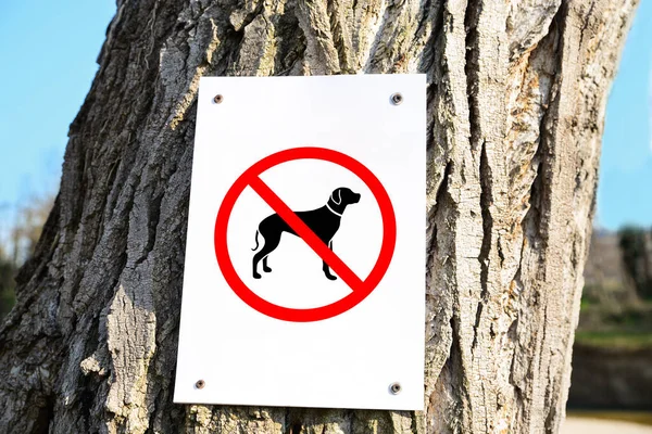 Sign Dogs Allowed Tree Trunk Outdoors — Fotografia de Stock