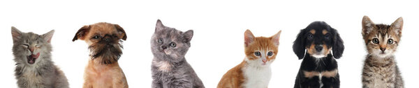 Cute funny cats and dogs on white background. Banner design