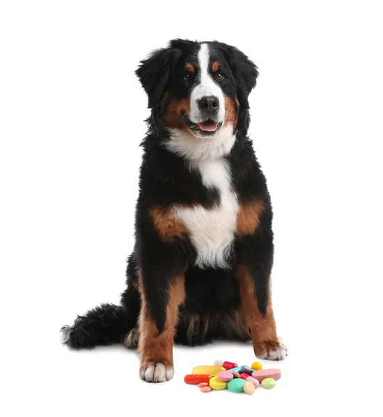Vitaminen Voor Huisdieren Leuke Hond Verschillende Pillen Witte Achtergrond — Stockfoto