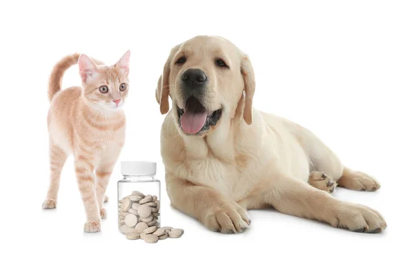 Vitamins Pets Cute Dog Cat Pills White Background — Foto de Stock