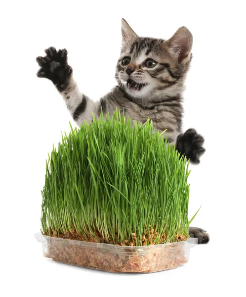 Adorable Kitten Plastic Container Fresh Green Grass White Background — Stock Photo, Image