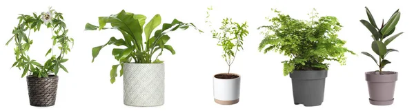 Set Con Diferentes Plantas Hermosas Sobre Fondo Blanco Diseño Banner — Foto de Stock