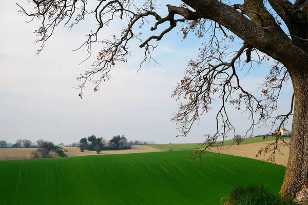 晴れた日には緑の芝生と木の美しい田園風景 — ストック写真