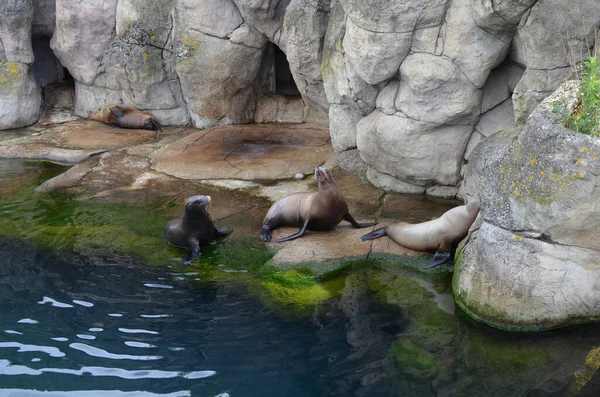 Sea Lions Resting Pond Zoo — Stock fotografie