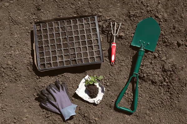 Gardening Tools Seed Box Strawberry Plant Soil Flat Lay — Stockfoto