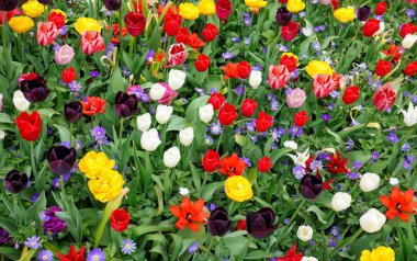 Many different colorful flowers growing outdoors, above view. Spring season