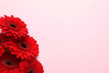 Pembe arka planda güzel kırmızı Gerbera çiçekleri, üst manzara. Metin için boşluk