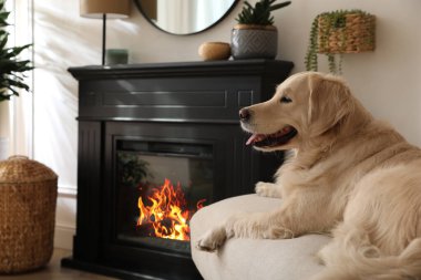 Güzel Golden Retriever köpeği elektrikli şöminenin yanındaki koltukta.