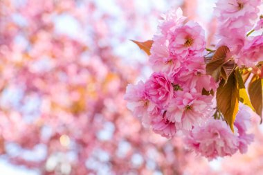 Açık havada güzel pembe çiçekleri olan Sakura ağacı, yakın plan. Metin için boşluk