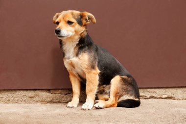 Sokak köpeği dışarıda kahverengi duvarın yanında oturuyor.